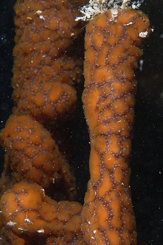Didemnum sp.